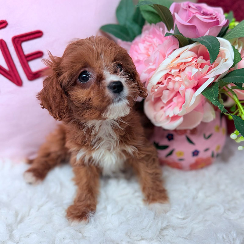 Cavapoo-Puppy-for-Sale-Puppies-on-the-Gulf-Molly-Curious-Bright-Eyed