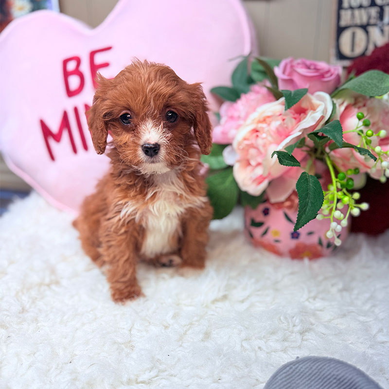 Cavapoo-Puppy-for-Sale-Puppies-on-the-Gulf-Molly-Valentine-Puppy-pose