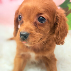 Cavapoo-Puppy-for-Sale-Puppies-on-the-Gulf-Sadie-Extreme-Close-Up