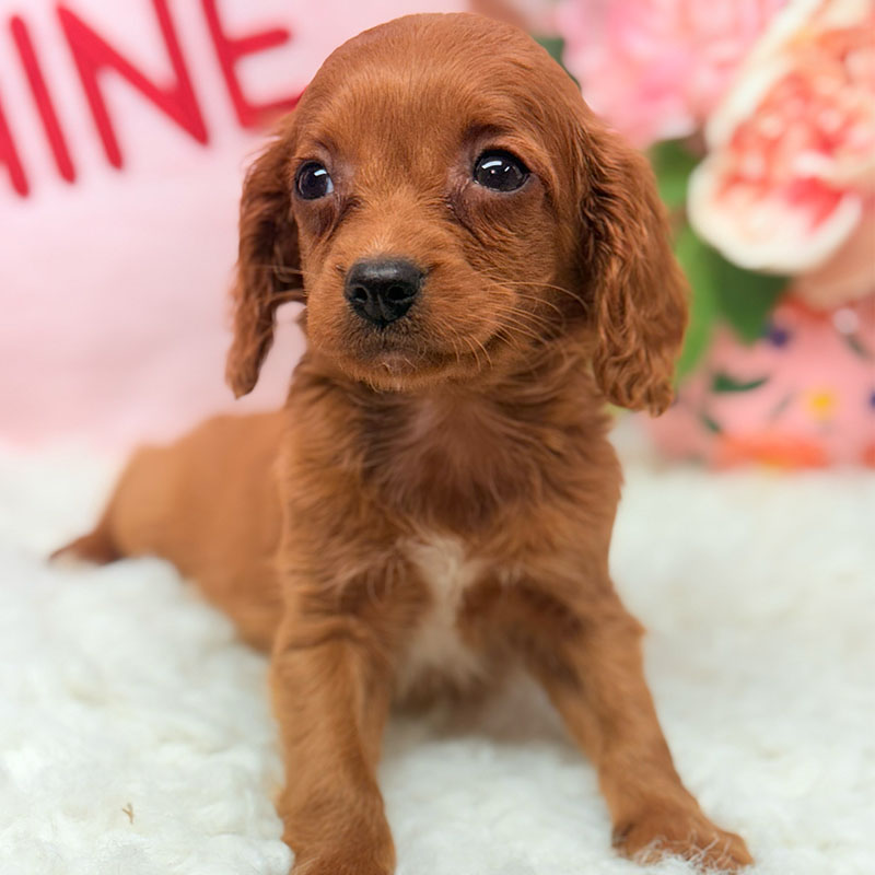 Cavapoo-Puppy-for-Sale-Puppies-on-the-Gulf-Sadie-Laying-Down-Pretty