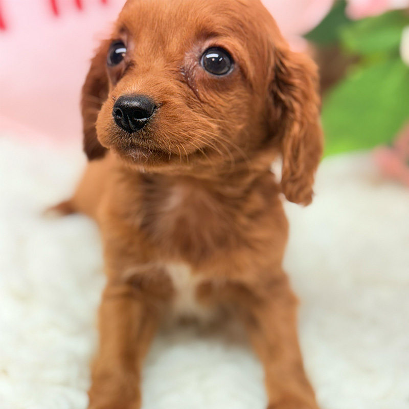 Cavapoo-Puppy-for-Sale-Puppies-on-the-Gulf-Sadie-Look-Close-Eyes