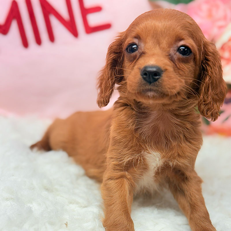 Cavapoo-Puppy-for-Sale-Puppies-on-the-Gulf-Sadie-Tiny-Little Girl