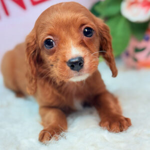 Cavapoo-Puppy-for-Sale-Puppies-on-the-Gulf-Sophie-Laying-Down-Face