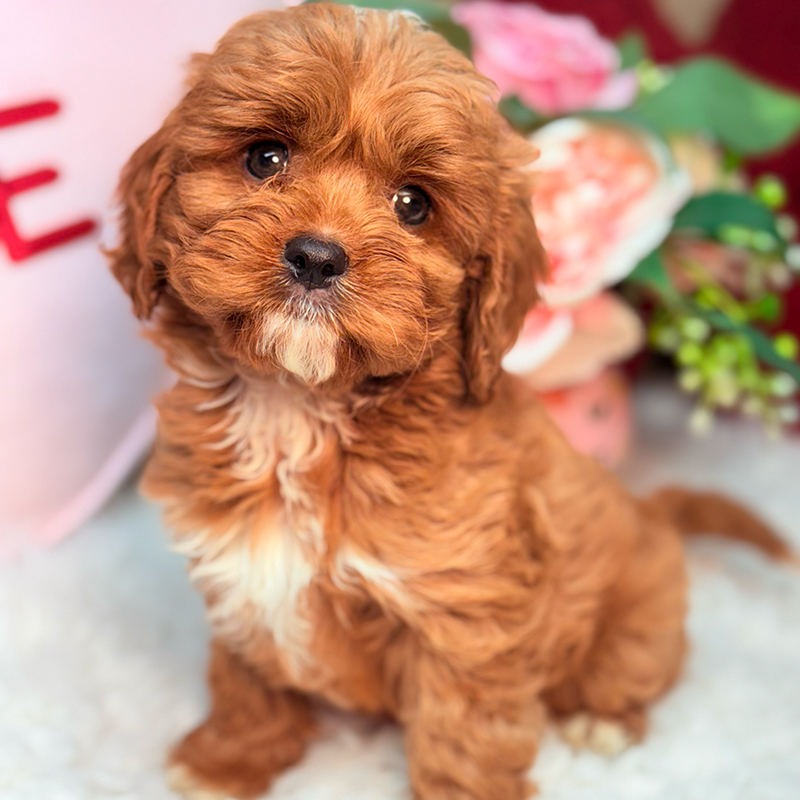 Cavapoo-Puppy-for-Sale-Puppies-on-the-Gulf-Teddy-Head-Tilt-Right