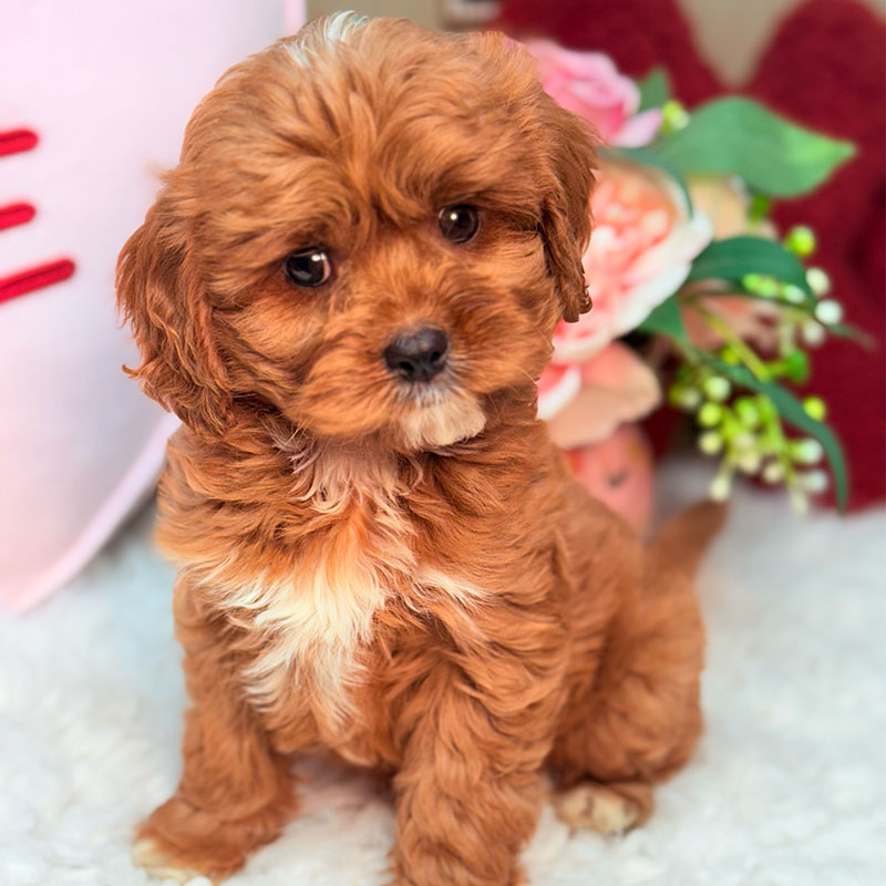 Cavapoo-Puppy-for-Sale-Puppies-on-the-Gulf-Teddy-Looking-Down-Right