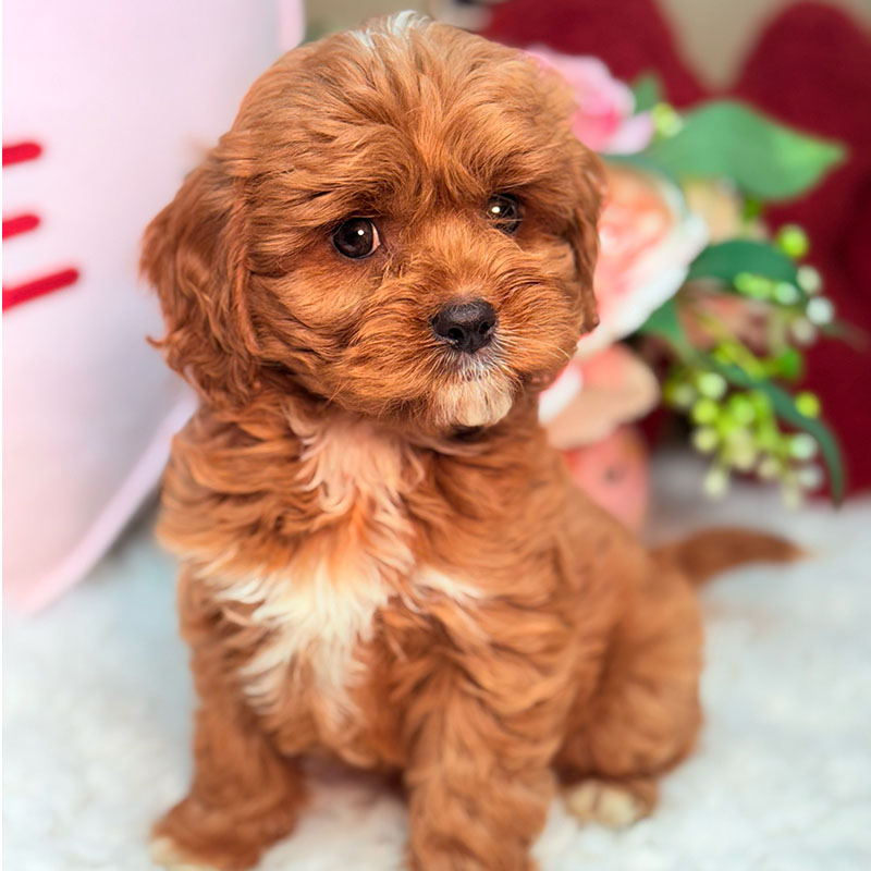 Cavapoo-Puppy-for-Sale-Puppies-on-the-Gulf-Teddy-Quizicle-Curly-Red