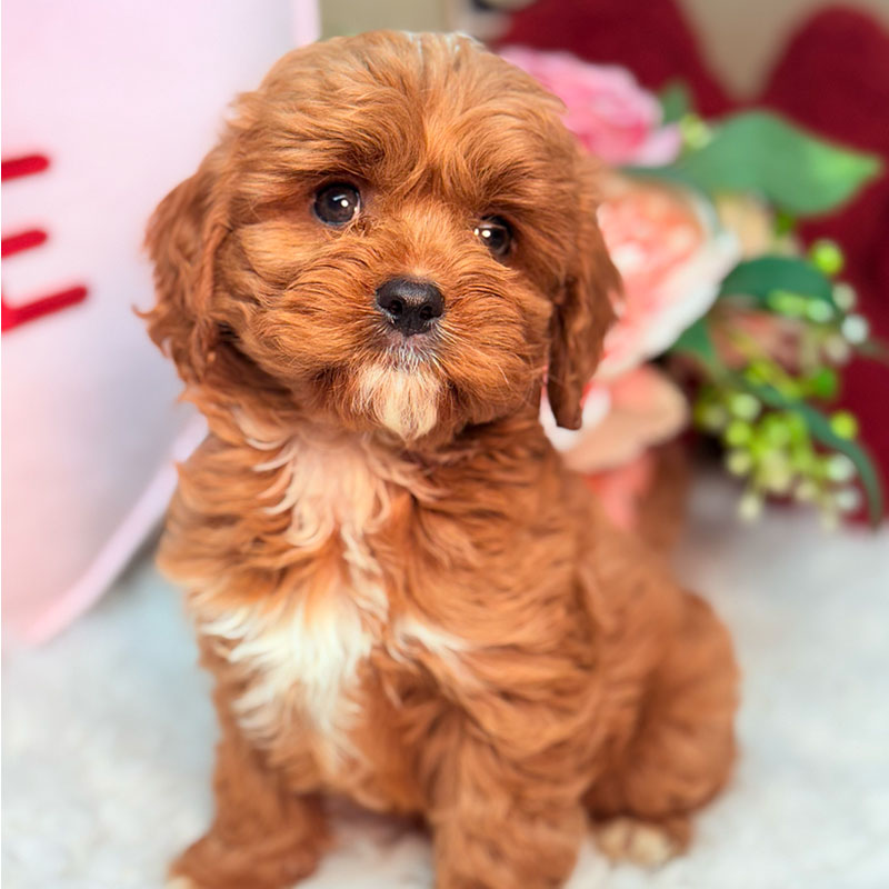 Cavapoo-Puppy-for-Sale-Puppies-on-the-Gulf-Teddy-White-Spot-Chest