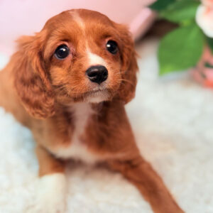 Cavapoo-Puppy-for-Sale-Puppies-on-the-Gulf-Tiny-Bailey-Laying-Down-Forward