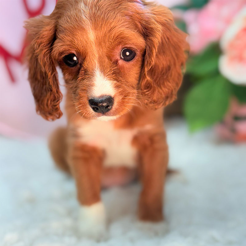Cavapoo-Puppy-for-Sale-Puppies-on-the-Gulf-Tiny-Bailey-Looking-Deeply-Eyes