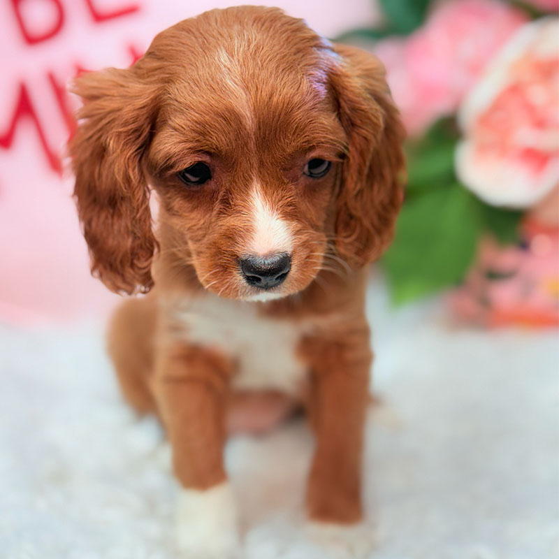 Cavapoo-Puppy-for-Sale-Puppies-on-the-Gulf-Tiny-Bailey-Playing-Bashful-Shy