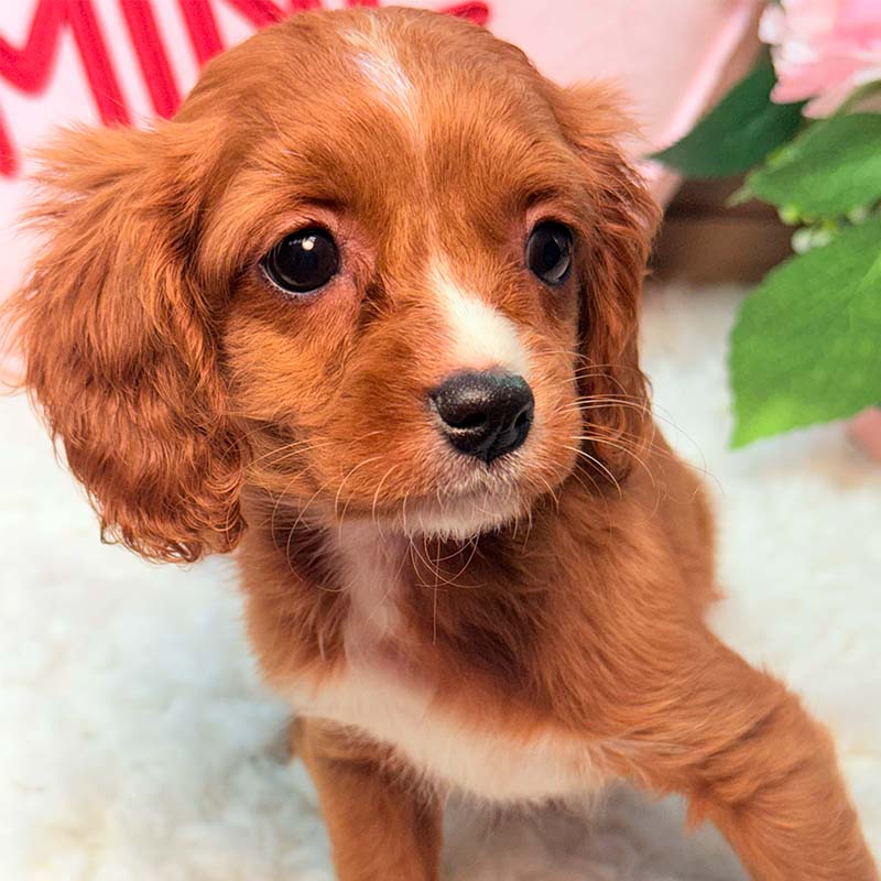 Cavapoo-Puppy-for-Sale-Puppies-on-the-Gulf-Tiny-Bailey-Ready-to-Play