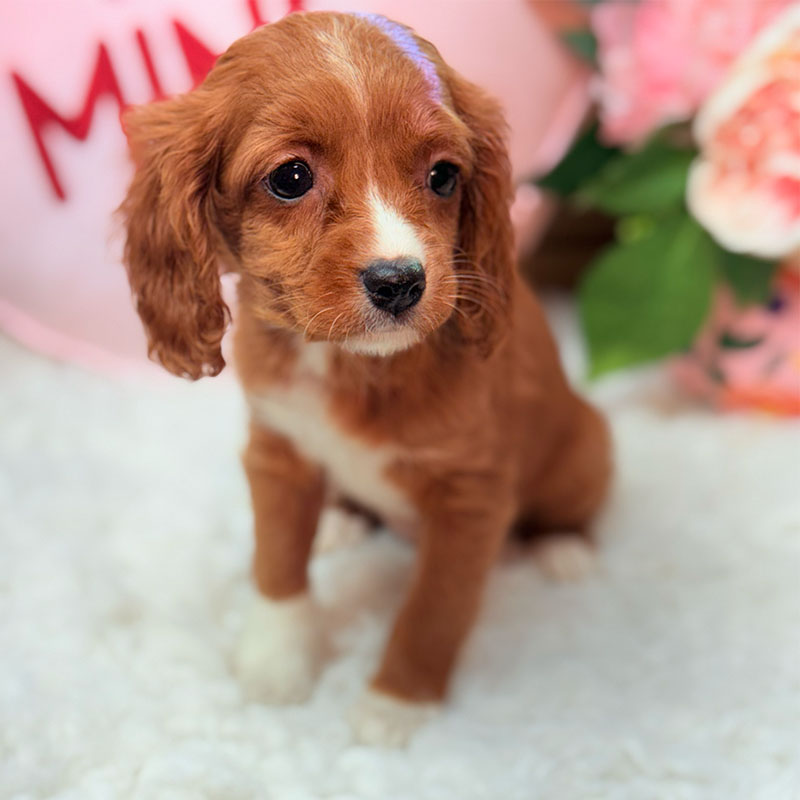 Cavapoo-Puppy-for-Sale-Puppies-on-the-Gulf-Tiny-Bailey-Sitting-Pretty-Forward