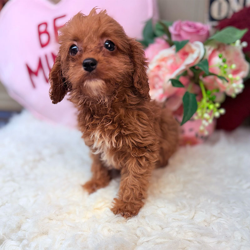 Cavapoo-Puppy-for-Sale-Puppies-on-the-Gulf-Tiny-Bella-Looking-Small-bugeyed