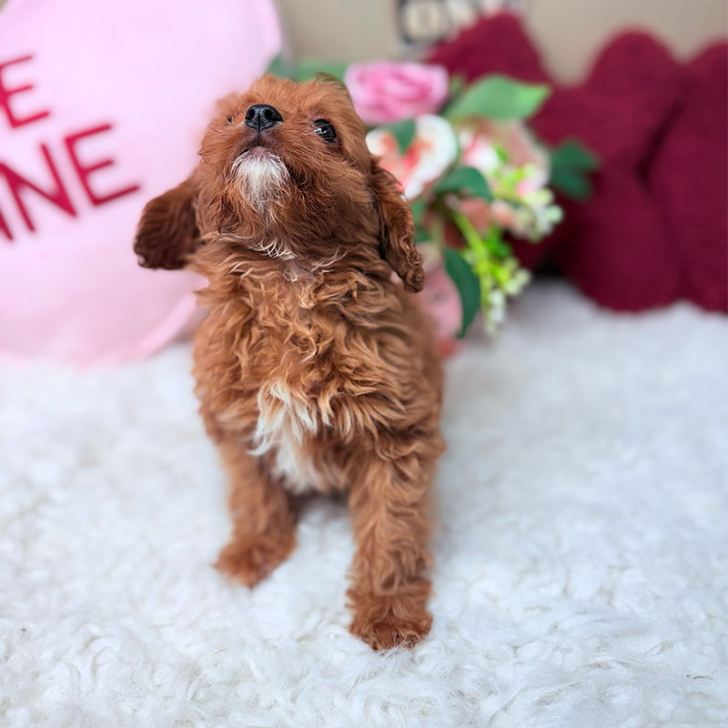 Cavapoo-Puppy-for-Sale-Puppies-on-the-Gulf-Tiny-Bella-Mighty-Dog-Bark