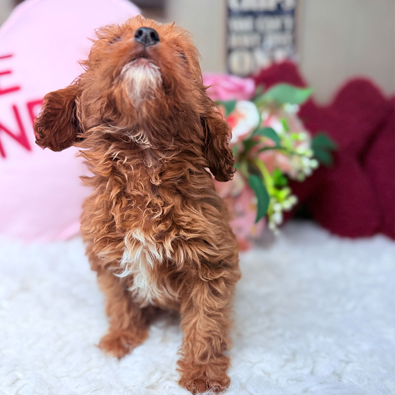 Cavapoo-Puppy-for-Sale-Puppies-on-the-Gulf-Tiny-Bella-Nose-Up-Fluffy