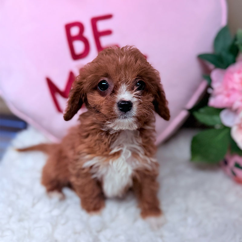 Cavapoo-Puppy-for-Sale-Puppies-on-the-Gulf-Tiny-Bella-Red-White-Furry