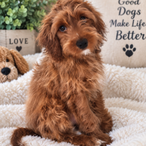 Cavapoo Stevie Ruby F1B Male  Puppy
