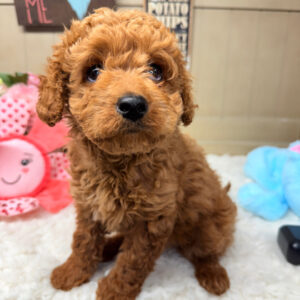Red Cavapoo puppy close-up with curly coat and round eyes sitting on soft blanket