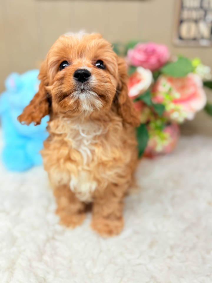 Red F! Cavapoo puppy with white chest in Foley Alabama - Puppies on the Gulf