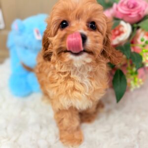 Baxter Red and white F1 Cavapoo puppy with tongue out in Foley Alabama - Puppies on the Gulf