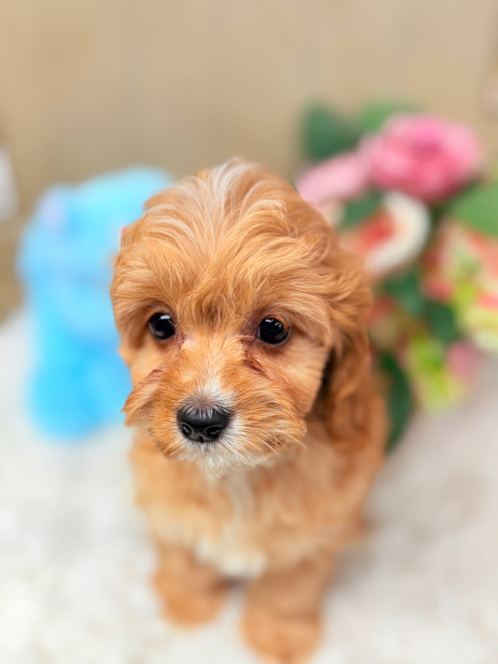 Red and white F! Cavapoo puppuy named Baxter in Foley Alabama - Puppies on the Gulf