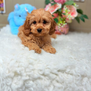 Golden Cavapoo close up with soft wavy coat - Puppies on the Gulf Alabama