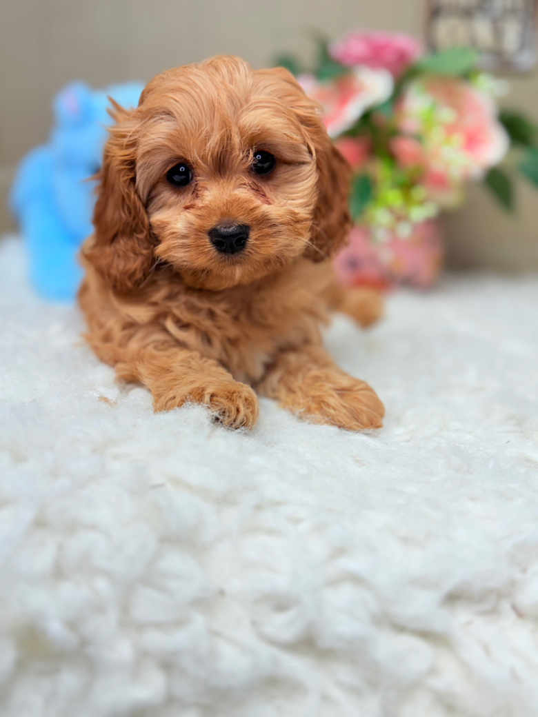 Golden apricot Cavapoo puppy with teddy bear face family raised Puppies on the Gulf in Alabama