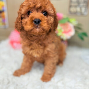 Red Cavapoo puppy with curly coat and teddy bear face sitting on white blanket