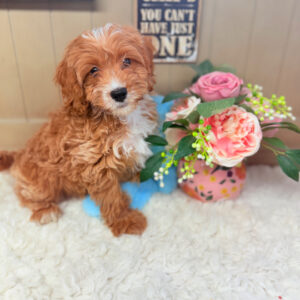 Apricot and white Cavapoo puppy sitting next to pink flowers on soft blanket