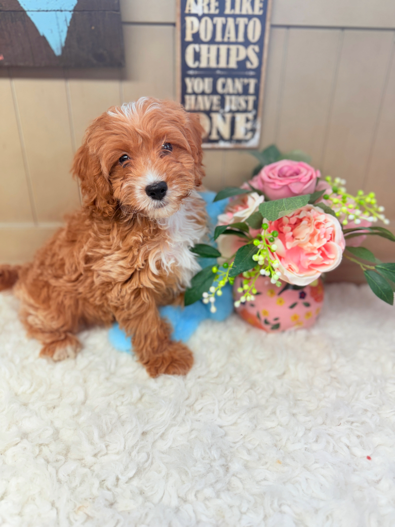 Apricot and white Cavapoo puppy sitting next to pink flowers on soft blanket