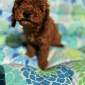 Cavapoo puppy female red teddy bear face for sale Puppies on the Gulf