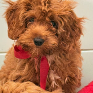 Cavapoo puppy male red teddy bear face for sale Puppies on the Gulf