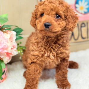 Cavapoo puppy female red curly coat teddy bear face for sale Puppies on the Gulf