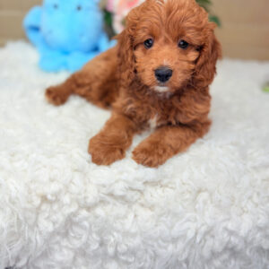 Red F1B Cavapoo puppy Ardie with curly coat and soulful eyes lying on a soft white rug with a blue plush toy in the background