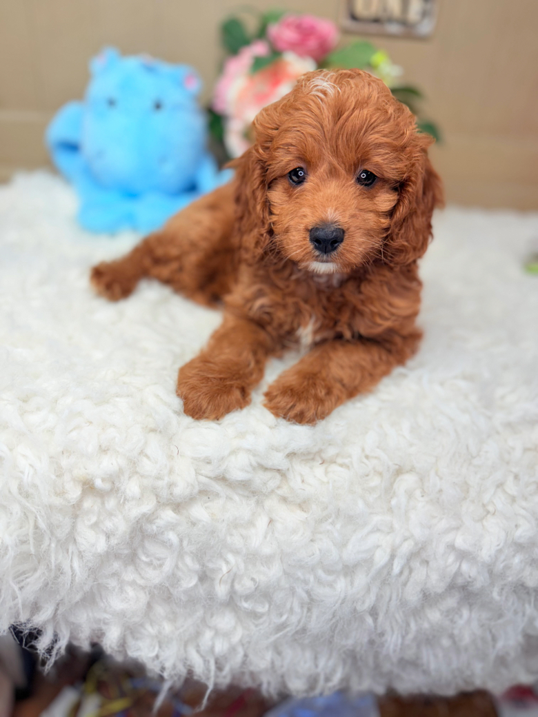 Red F1B Cavapoo puppy Ardie with curly coat and soulful eyes lying on a soft white rug with a blue plush toy in the background