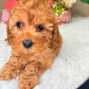 Red F1B Cavapoo puppy Zoe with curly coat and big dark eyes lying on a soft rug with pink flowers behind her