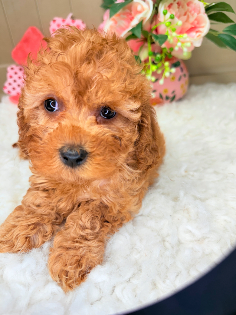 Red F1B Cavapoo puppy Zoe with curly coat and big dark eyes lying on a soft rug with pink flowers behind her