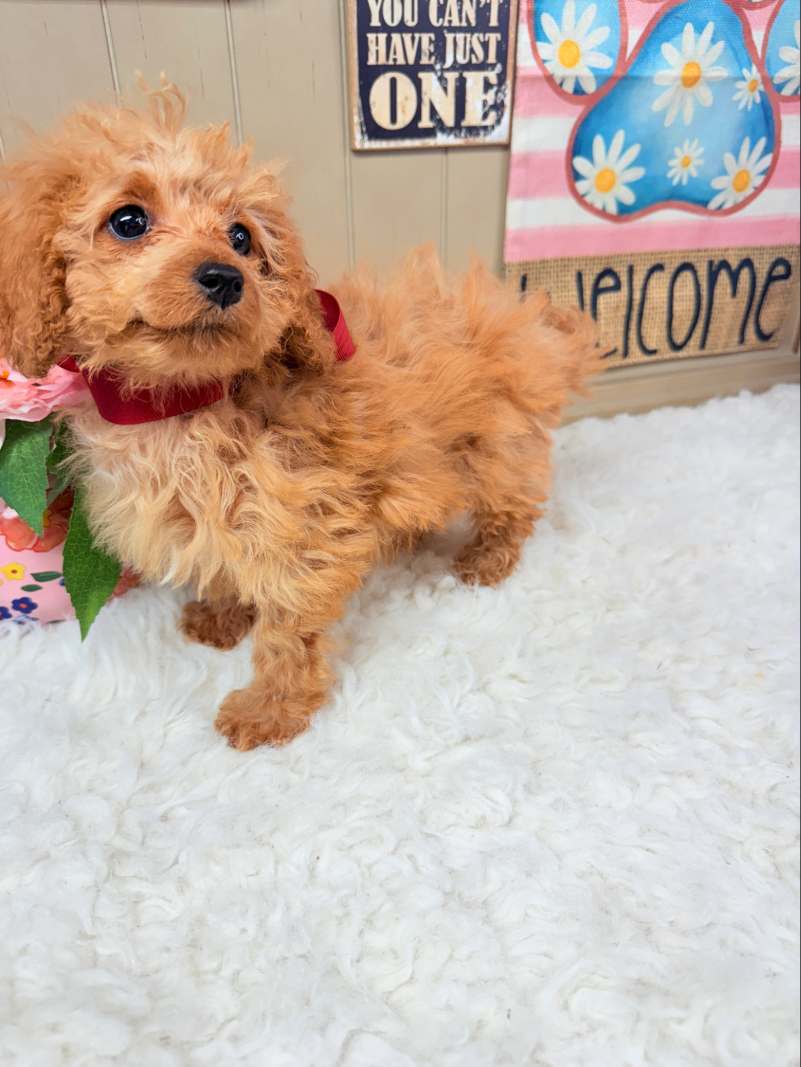 Tiny Ava Baby Girl - Apricot F1B Cavapoo Puppy - Image 2