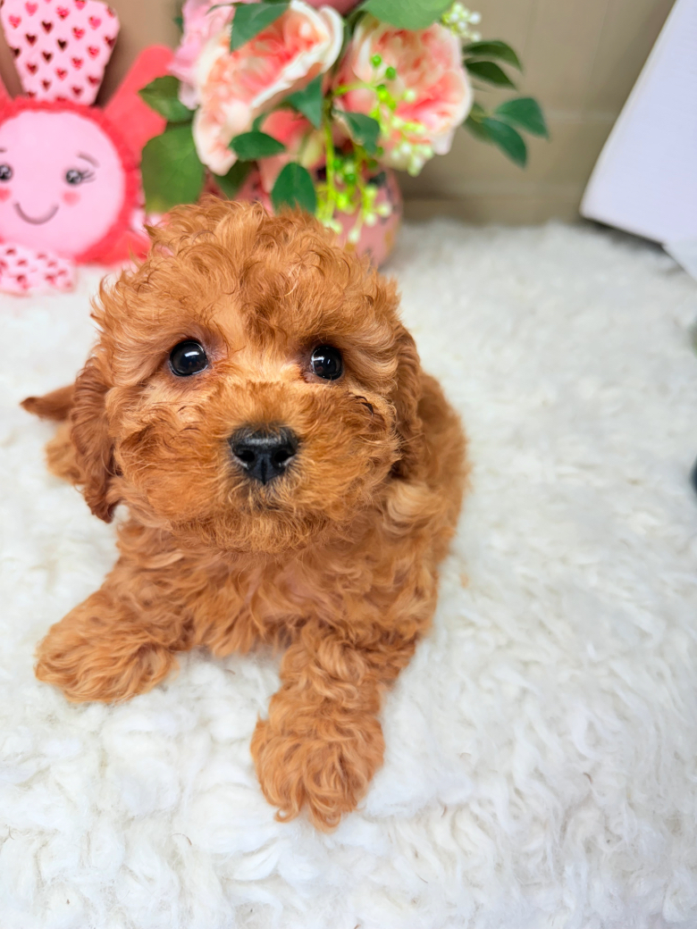 Close-up of red F1B Cavapoo puppy Zoe with curly coat and big round eyes sitting on a white rug with pink floral background