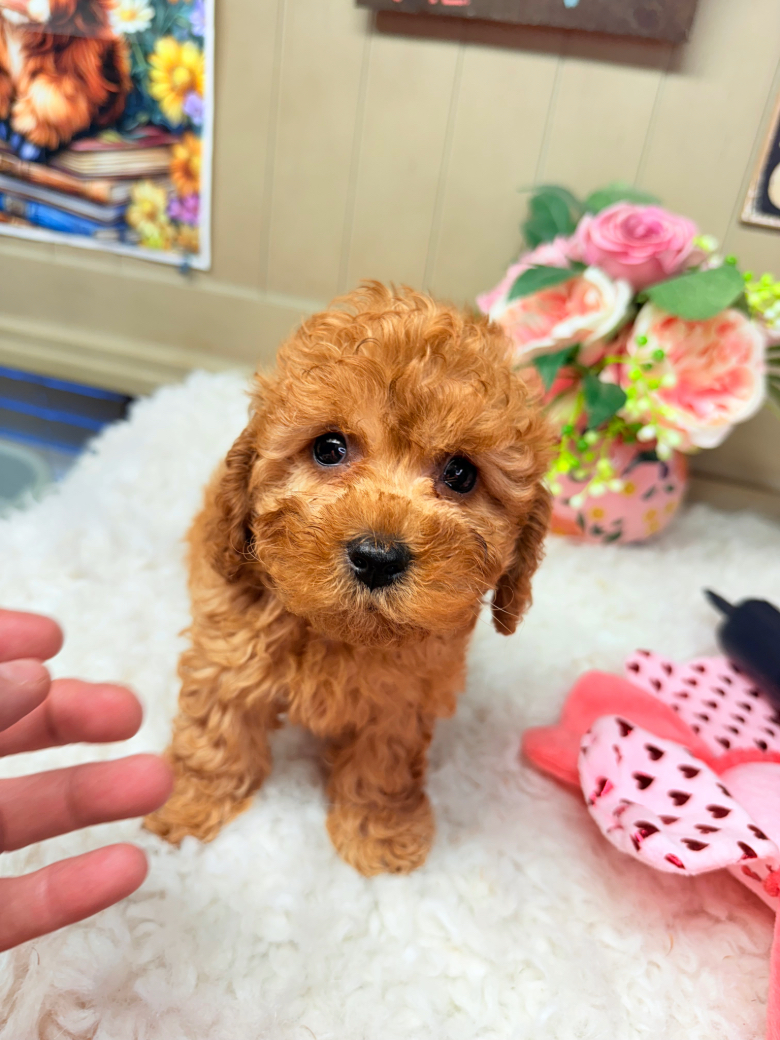 Red F1B Cavapoo puppy Zoe standing on a white rug reaching forward a hand with pink flowers in the background