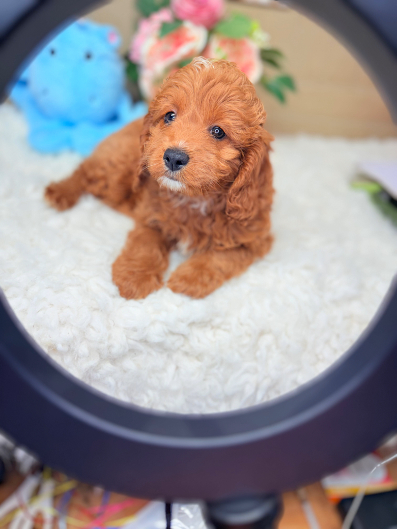 Red F1B Cavapoo puppy Ardie sitting on a white rug framed by a ring light with soft floral background
