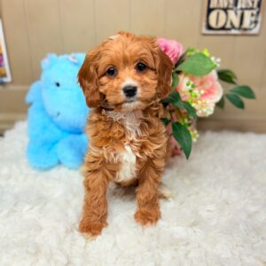 Finnegan Cavapoo Puppy Puppies On The Gulf Gulf Shores #2