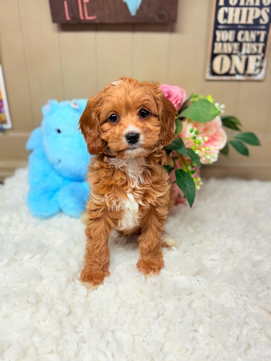 Finnegan Cavapoo Puppy Puppies On The Gulf Gulf Shores #2