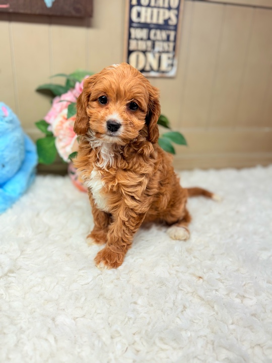 Finnegan-Cavapoo-Puppy-Puppies-on-the-Gulf-Foley-AL-3.jpg