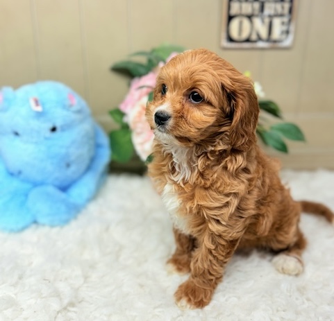 Finnegan-Cavapoo-Puppy-Puppies-on-the-Gulf-Shores-Foley-AL-2.jpg