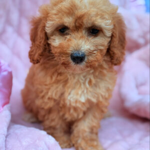 Bella F1B Female Cavapoo Puppy