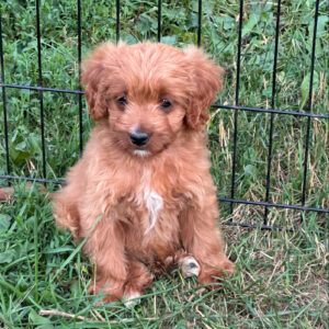 Tiny Stevie Ruby F1B Male Cavapoo Puppy