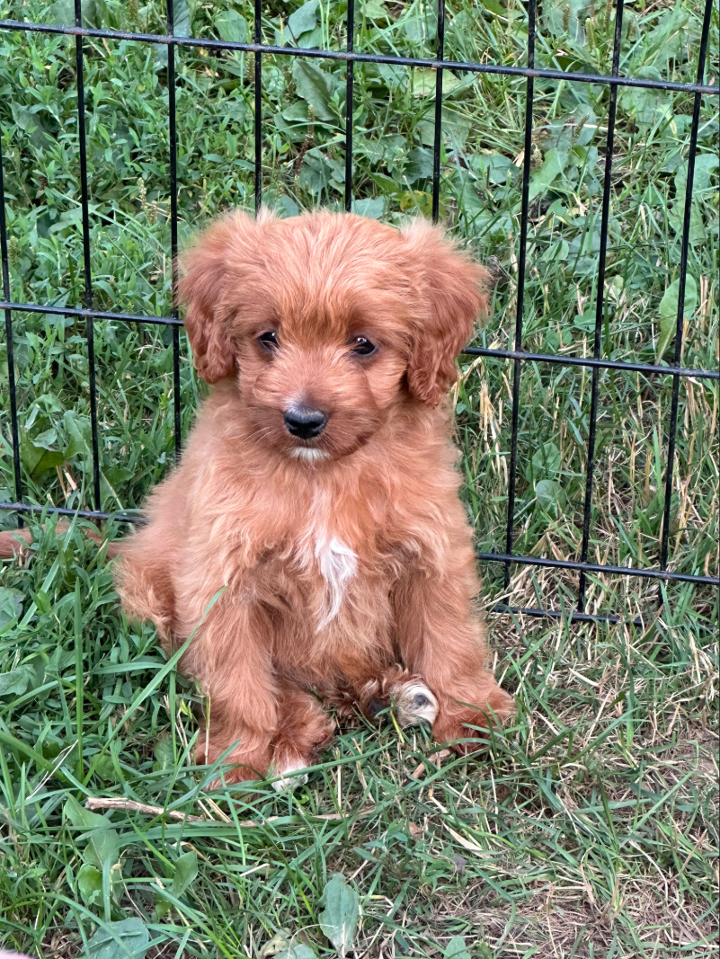 Tiny Stevie Ruby F1B Male Cavapoo Puppy