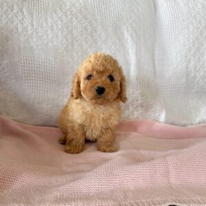 Cavapoo F1B Luna Apricot Toy Female