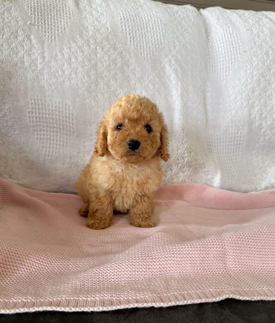 Cavapoo F1B Luna Apricot Toy Female